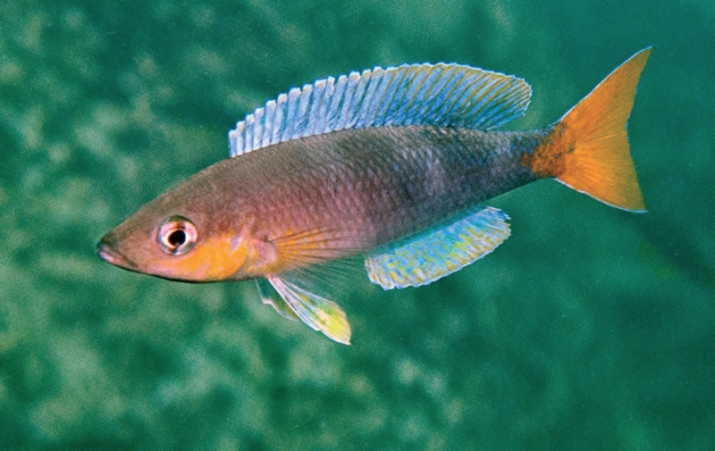 Cyprichromis sp. 'dwarf jumbo' Jakobsen's Beach